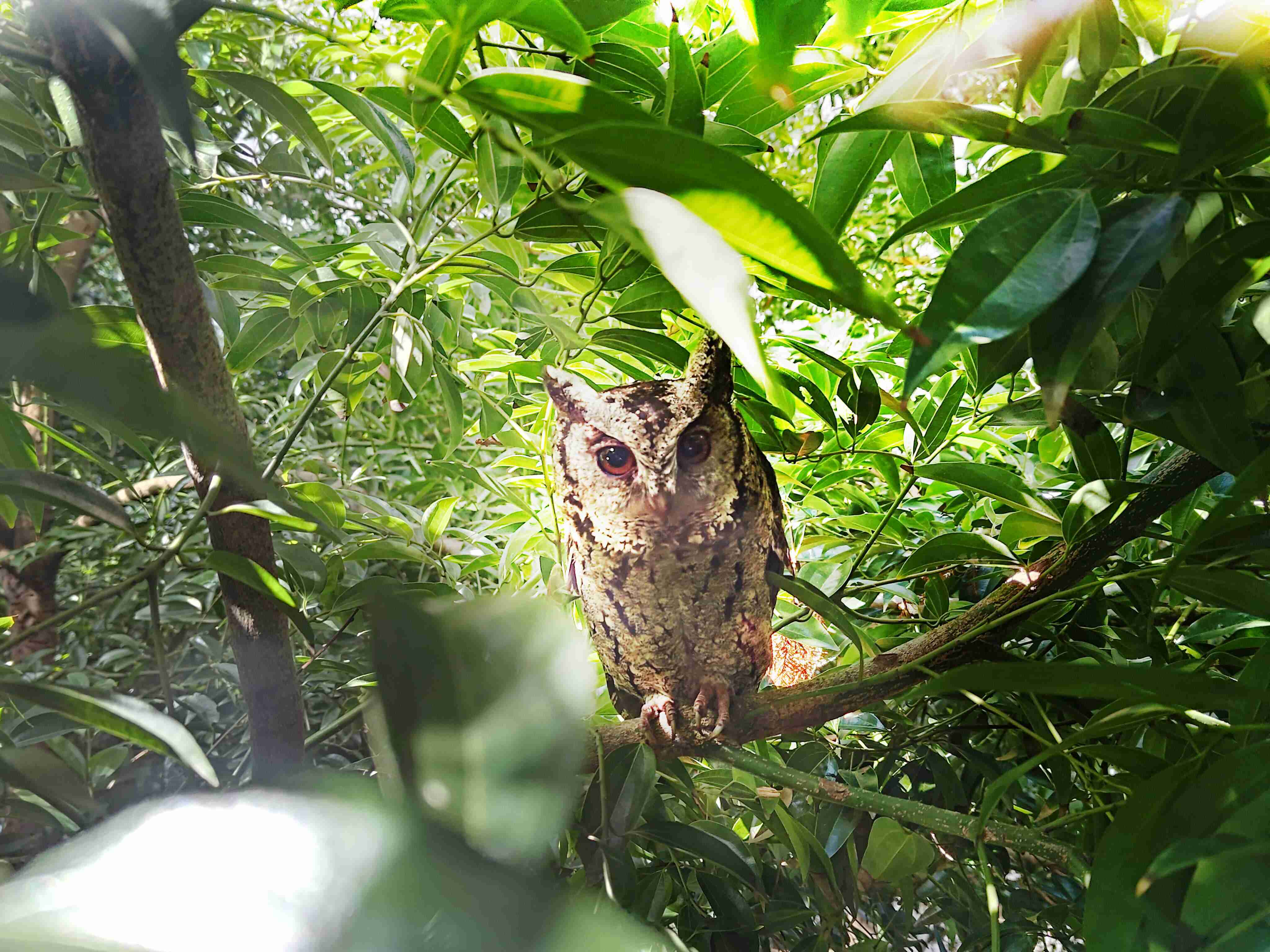 尊龙集团致力提倡净零绿生活，，，16年以来在全球各厂区植树逾百万棵，，，，造就各厂区树木蔚然成林，，，，犹如森林工厂，，，成为许多生物的栖息地